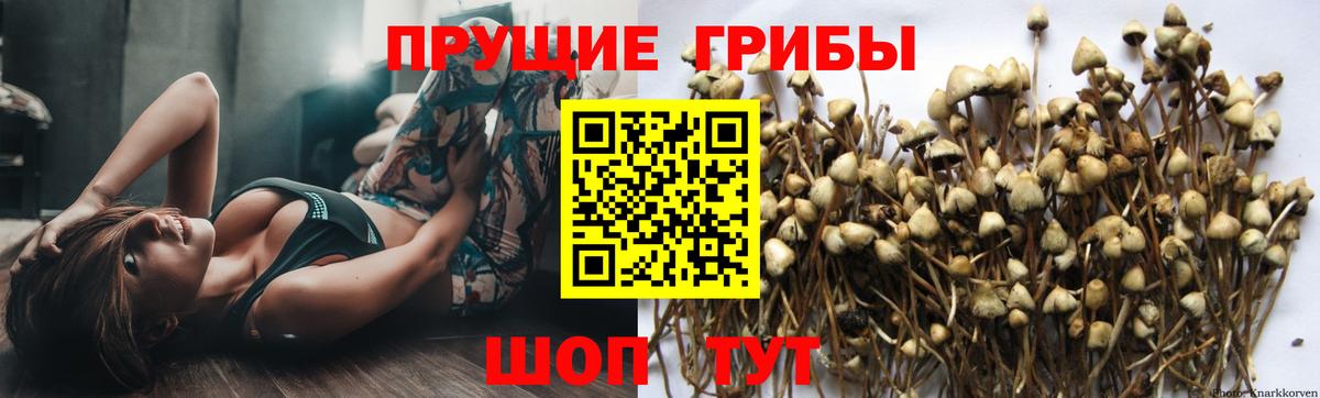 Псилоцибиновые грибы Psilocybe Кириши